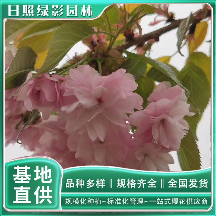 13 см ветка хризантемы висит саженцы вишневого дерева какая цена Вишневое происхождение ветка хризантемы висит вишня база цитата