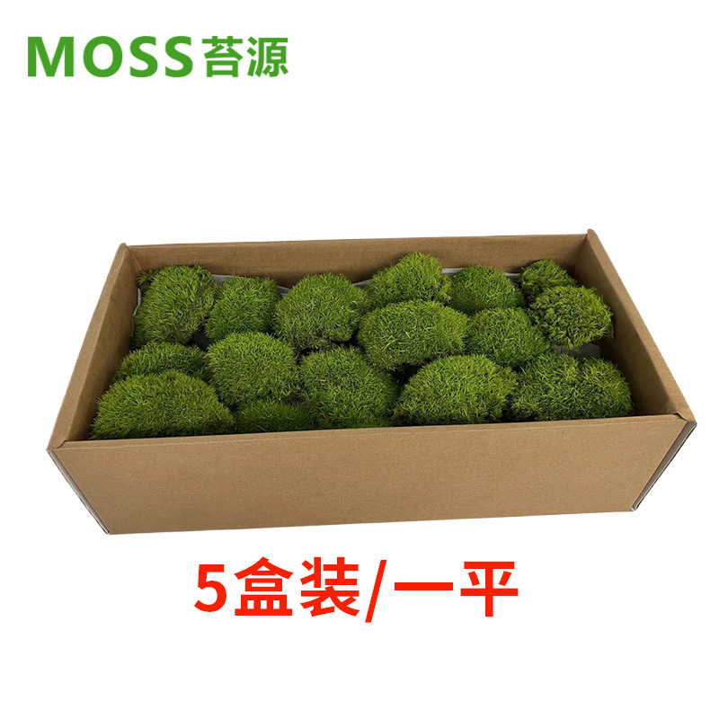 Musgo inmortal pelo blanco musgo gris grande planta verde pared flor seca Fondo pared planta pared musgo fuente