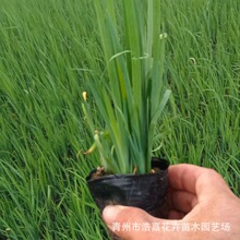 马兰花苗 马莲花宿根花卉多年生耐寒抗旱抗碱根系发达 马兰花小苗