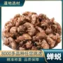 量大知了蝉蜕