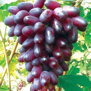 Shandong Grape Seedlings Supply a Large Number of High-Quality Superstar Grape Seedlings, First-Class Seedlings 0.4 or Above, Low Price and Good Quality