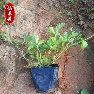 三叶委陵菜花苗 四季易活多年生地被 庭院阳台盆栽林下观花植物
