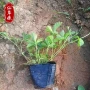 观花三叶四季地被花苗