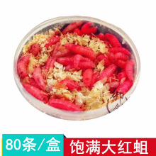 钓鱼蛆虫活体鱼饵饱满大号红蛆溪石斑马口白条鲜活鲫鱼饵料公鱼蛆