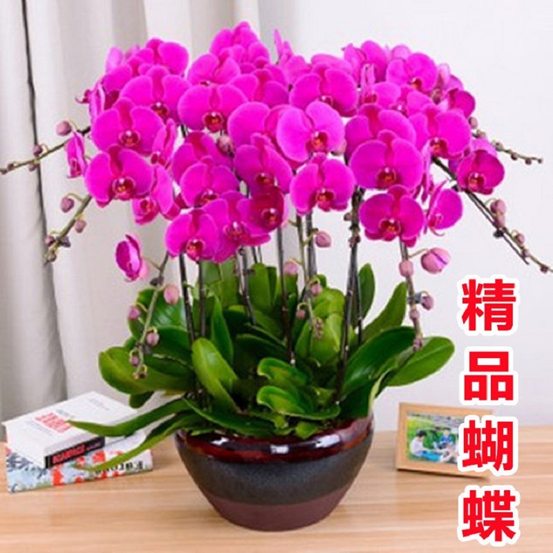 Orquídea de mariposa con espadas de flores sala de estar interior flores en maceta de cuatro estaciones plantación verde flores de orquídea con brotes de flores