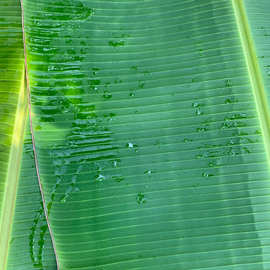 新鲜芭蕉叶广西农家大蕉香蕉叶做糍粑粽子糕点泰式包烧摆盘烤鸡