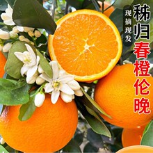 湖北伦晚脐橙10斤装大果新鲜当季水果5斤果冻春橙秭归夏橙子榨