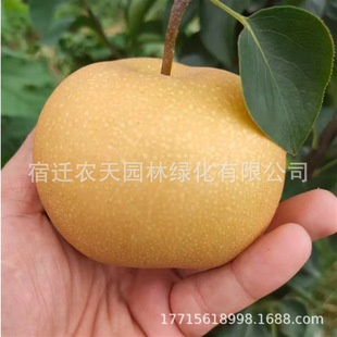 Qiuyue Snow Pear Tree Fruit Seedlings Southern Northern Grafted Seedlings Early Crisp Red Pear Cuiguan Fragrant Pear Ground Planting Pear Trees That Bear Fruit in the Same Year