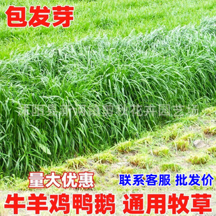 Cold-Resistant Ryegrass Seeds, Fish Grass Seeds, Four-Season Pasture Seeds, Perennial Pasture Seeds for Cattle and Sheep, Corn Grass Seeds