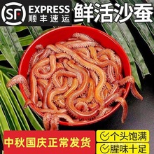 海钓饵钓蚂蝗沙虫海活饵蜈蚣红虫蚯蚓包邮鲜活沙蚕红青海虫青沙蚕
