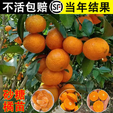 ���Ә�����������Ϸ������Nֲ�����ָ̮���۹�����޽�ɰ����