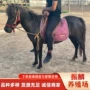旅游景区矮马