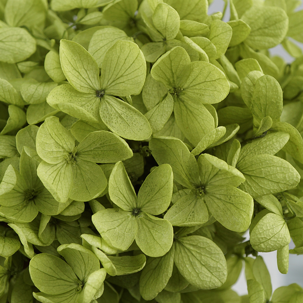 Hortensia de madera verde amarillo claro-20g/caja