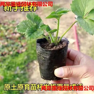 �ļ�����ʳ���̨���͹�������ϱ����Nֲ���ݮ�箔��Y��