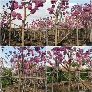 紫花风铃木 花海植物 花期长绣球花 洋红枫铃木 粉花风铃木