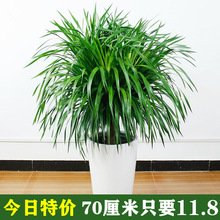 ��횘���;Gֲ���^��Ѫ�����F��lؔ���҃ȿ͏d���Ի���ֲ���辰