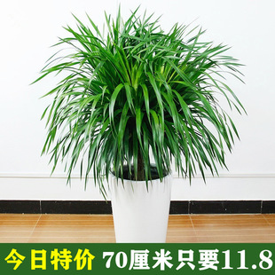 ��횘���;Gֲ���^��Ѫ�����F��lؔ���҃ȿ͏d���Ի���ֲ���辰