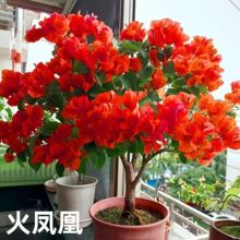 ���ͺ�������÷�؃r�ļ��_���͟�����ͥԺ��ɫ���ܾGֲ����ֲ��