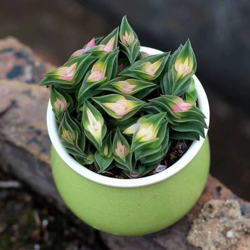 [Оригинальный горшок и почва] Высококачественная комбинация суккулентов для рабочего стола, простая в уходе, зеленые растения для балкона и дома