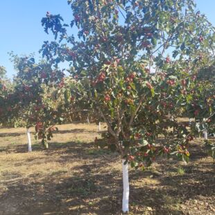 ɽ高�  ɽ髾G������ ɽ��t����  �t�� 3-15����  ���U