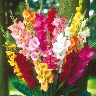 Multiple Imported Gladiolus Bulbs in Stock, Gladiolus Flower Balls, Courtyard Balcony Perennial Bulb Flowers