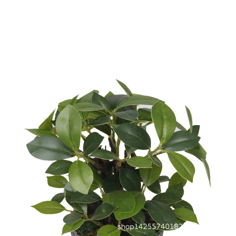 XRS-154 迷你榕叶2号盆栽102叶0.25米2.jpg