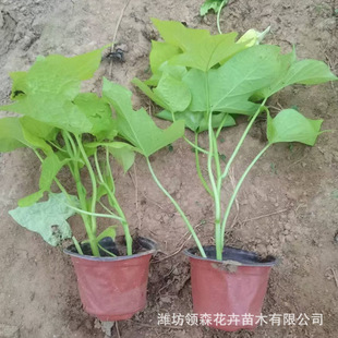 Golden Leaf Sweet Potato, Golden Potato, Perennial Florals, Golden Office Base, Large Quantity of Cheap Seasonal Grass Florals in Stock