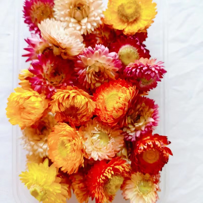 Festival bricolaje hecho a mano material de flor eterna planta flor seca florero flotante aromaterapia flor seca abanico de material paquete al por mayor