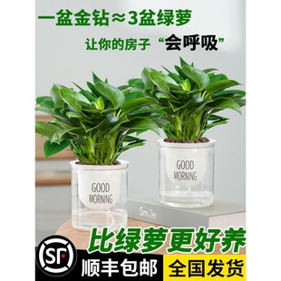 Golden Diamond Potted Green Radish Basket Flower Plant Indoor Flower Hydroponic Green Plant Succulent Easy to Grow and Live Money Tree Absorbs Formaldehyde