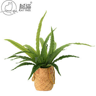 ؈Gֲ55cmF֦ٲ҃bһLֲ