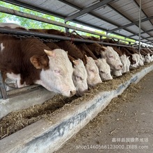 ʮ���³������T����ţ�����l��ţ�Bֳ�����T��С��ţ����ţ