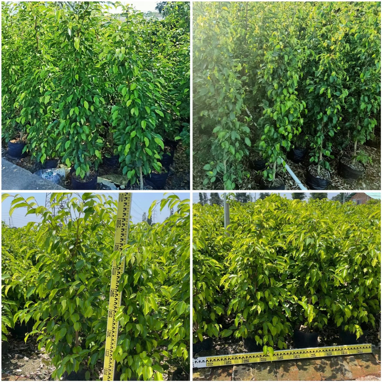 中山批发垂叶榕 柱形垂叶榕价格 绿化园林绿篱树垂叶榕