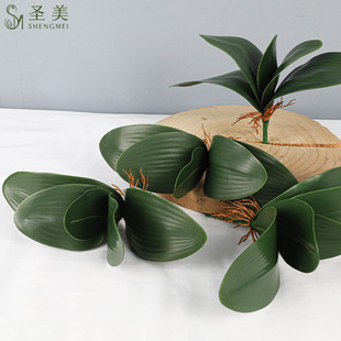 �}���S��ֱ�N��̖5Ƭ�����~�������ֲ�� �����m�~����ֲ��ӹ�