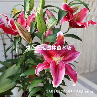 Imported Double-Flowered Perfume Lily Bulbs, Perennial Four-Season Potted Florals, Courtyard Fragrant and Easy-To-Grow Plants and Florals