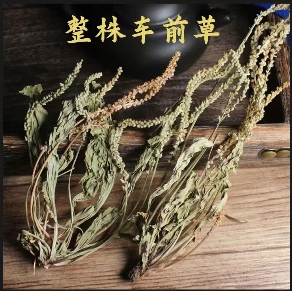 Dried Plantain Herb Che Qian Cao 40g Natural Sun Dried Whole Plant for Herbal Tea and Decoction quality and texture
