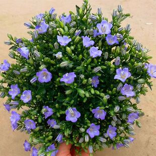 ������¶���L⏻������ذ��҃��̨�k���Ҏ��������B�׻��^��ֲ��