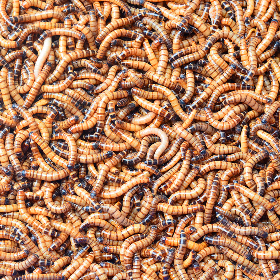 Barcori Live insect fresh live body non -bread insects, yellow powder, golden fish feed, live body, nest, thrush birds and insects