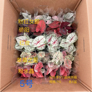 ����ֱ����̩��C���~���҃��^�~��ʶ��ɫ��Ʒ�N���b�Gֲ����