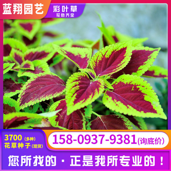 Wholesale color leaf seed engineering green balcony balcony potted…