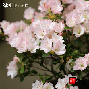 ��Խ�|���N�����̨�վ�����N�����ļ����G����ֲ�ﻨ�@ͥԺ