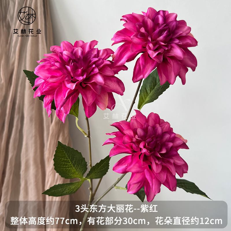 보라색