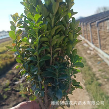 �����S��С���� �����S��ë�� ��ľ���܈@�־G�����G��ľ�ͺ��ͺ�