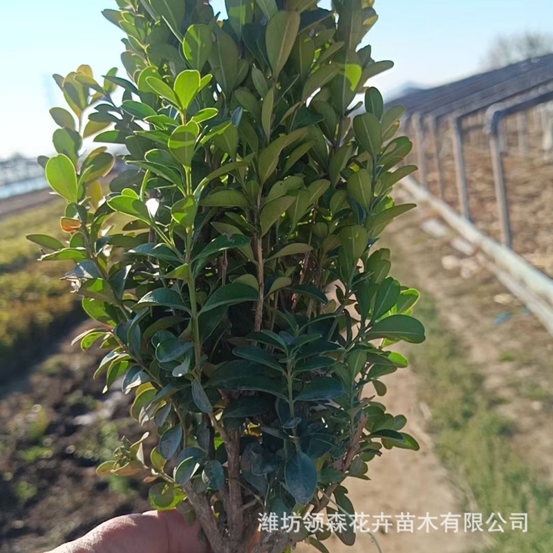 瓜子黄杨 青州基地大量供应瓜子黄杨球 瓜子黄杨小苗小叶黄杨球