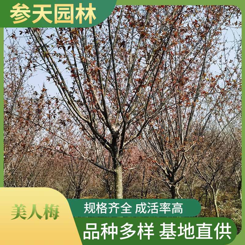 低分枝美人梅 高度5~15公分可选 低分枝美人梅批发 工程苗木基地