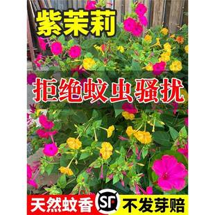 ���N�����ļ�������ҹ������׻��N������ͥԺ���򻨷N�����Բ��N