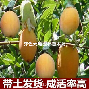 Sweet Passion Fruit Golden Passion Fruit Grafted Seedlings Large Fruit Golden Honey Passion Fruit Saplings Potted Plants in All Seasons and Bear Fruit in the Same Year
