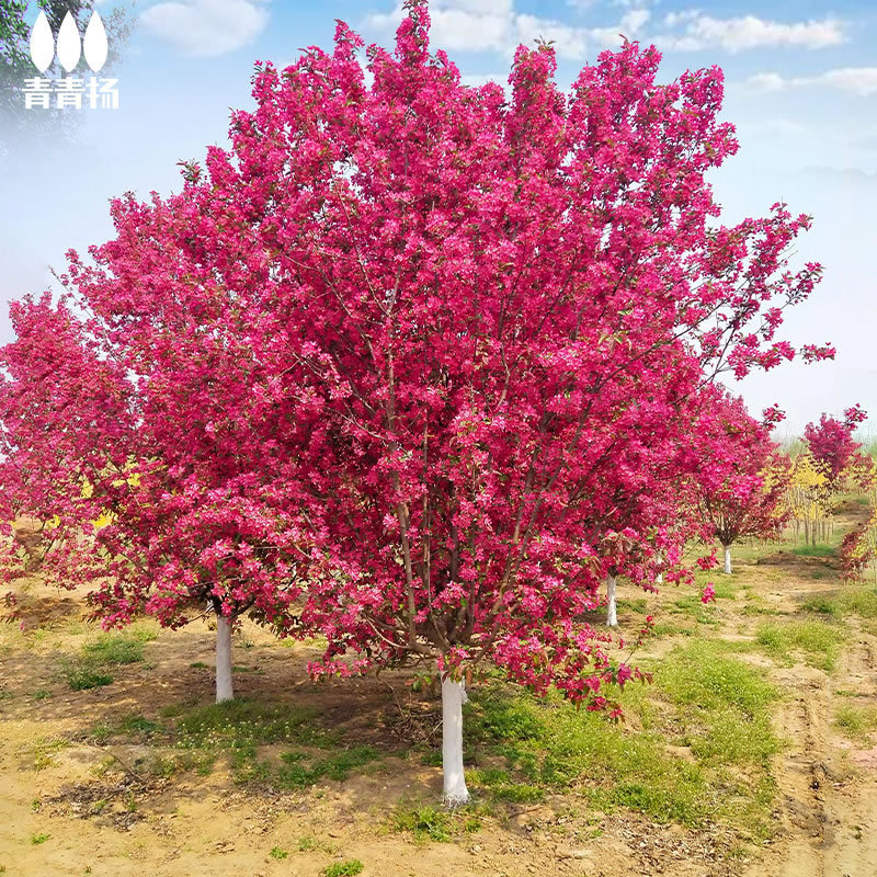 高杆西府海棠树苗庭院大型垂丝日本北美四季花苗耐寒花卉园林风景