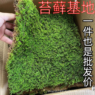 Moss Fresh White Hair Moss Large Gray Moss Fresh Star Moss Micro Landscape Short Velvet Moss Plant Japanese Garden Turf