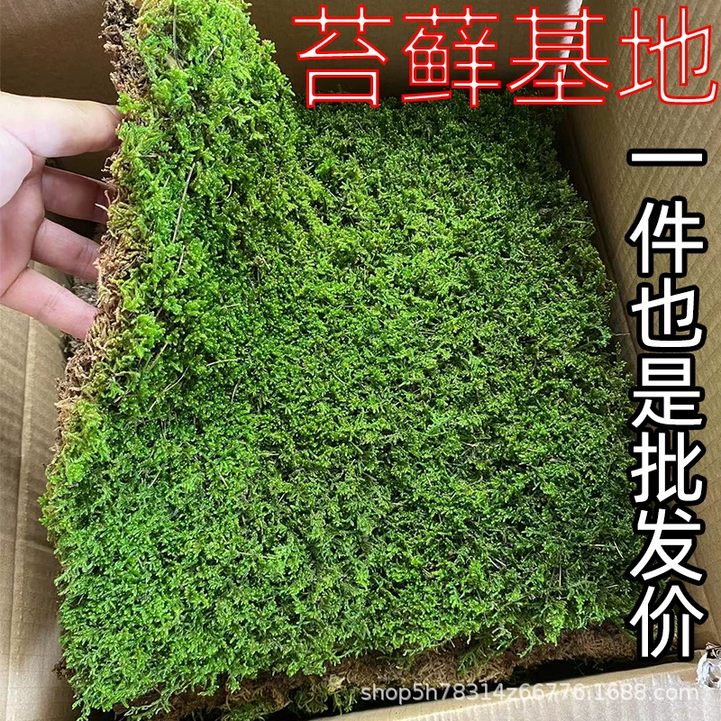 Мх, свежий белый волосковый мх, большой серый мх, свежий звездчатый мх, микроландшафт, короткобархатное растение-мх, газон в японском стиле.