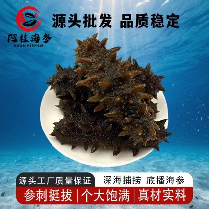 即食海参爆炒口感Q弹饭店酒店餐饮用鲜食福建刺参冰鲜大辽参